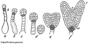 Capsella bursa-pastoris drawing by Johannes von Hanstein