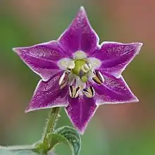 Typical flower of a rukutu: purple corolla with white spots in the center