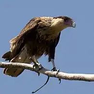 An immature bird surveying the surroundings in Texas, USA