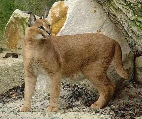 Brown cat with tufted ears