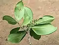 Underside of leaves