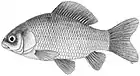 Crucian carp