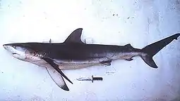 Captured dusky shark with a diver's knife for comparison