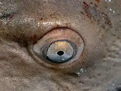 Eye