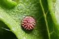 Egg of mallow skipper (Carcharodus alceae family Hesperiidae)