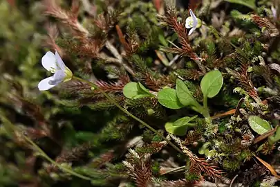 Cardamine pattersoniiSaddle Mountain bittercress