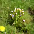 Buds of a Cardamine pratensis