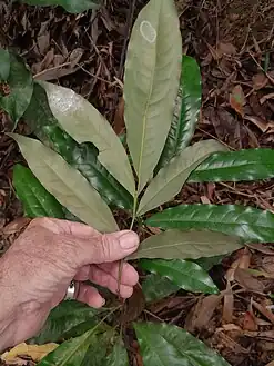 Underside of leaves