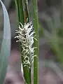 Glaucous sedge