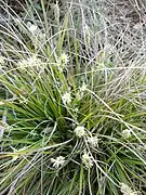 Cyperaceae (sedges), Yakutia 22,500 YBP, Alaska and the Yukon 15,000-11,500 YBP