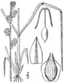 Botanical illustration