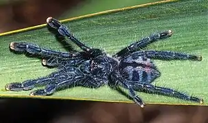 Immature Caribena laeta