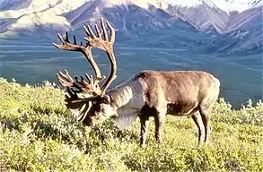 Porcupine caribou