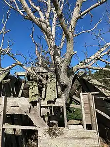 The observatory is supported by a walnut tree growing through a transit window