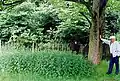 James Carling's unmarked grave at Walton Park Cemetery, Liverpool.