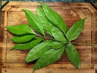 Under side of leaf