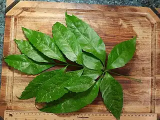 Coumpound leaf, upper side, with 13 leaflets