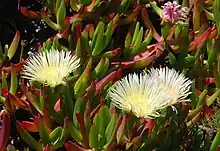 Carpobrotus edulis