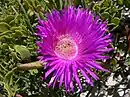 Carpobrotus acinaciformis