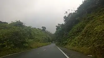 View of the forest from highway PR-184.