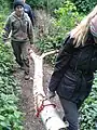 Carrying a birch log for path edging