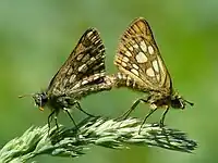 Mating