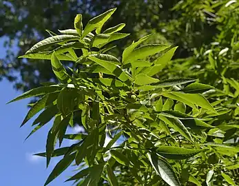 Branch of a bitternut hickory with developing nuts