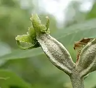 Female flower