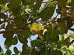 Cashew "Mundhiri in Tamil" "काजू" in Marathi and Hindi,జీడి in Telugu  -- Anacardium occidentale; syn. Anacardium curatellifolium