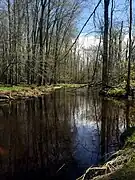 Cass River North Branch