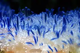 Cassiopea (upside-down jellyfish)