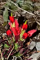 Castilleja bella bracts tightly envelope its flower parts.