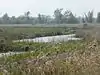 Barnby Broad and Marshes