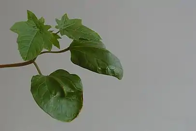 Cotyledons (round) and first true leaves (serrated) on a young plant (about four weeks old)