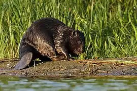 A beaver on a water bank