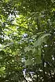 Leaves and pods