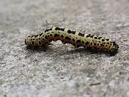 Larva