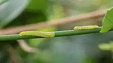 Caterpillars of small salmon Arab on Salvadora persica, UAE