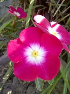 Catharanthus roseus in Pakistan