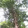 An Eastern Hemlock tree, looking up at the trunk and branches from the ground.