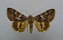 Catocala separata