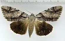 Catocala viduawidow underwing