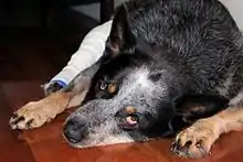 A Blue Cattle dog with a bandage on its right hind-leg