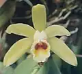 Cattleya luteola