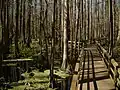 Catwalk through Bald Cypress Swamp