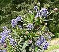 Ceanothus papillosus var. roweanus at the Regional Parks Botanic Garden, Berkeley, California