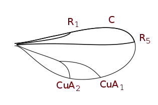 Cecidomyiinae wing veins (reduced venation)