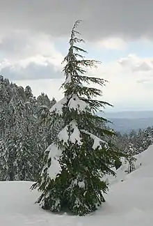 Young tree in Winter