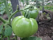 Unripe Celebrity tomato