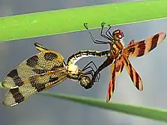 Mating wheel: female left, male right